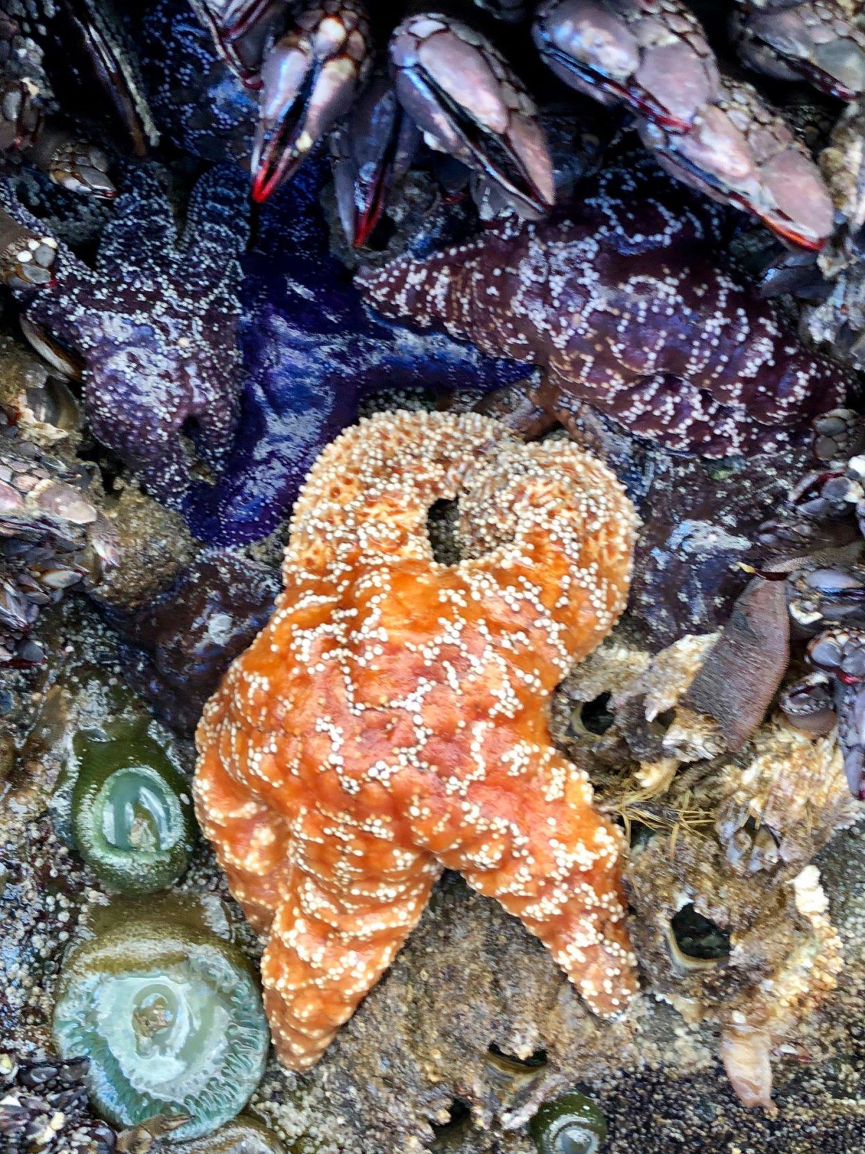 Tidepool Discovery Day2.jpg